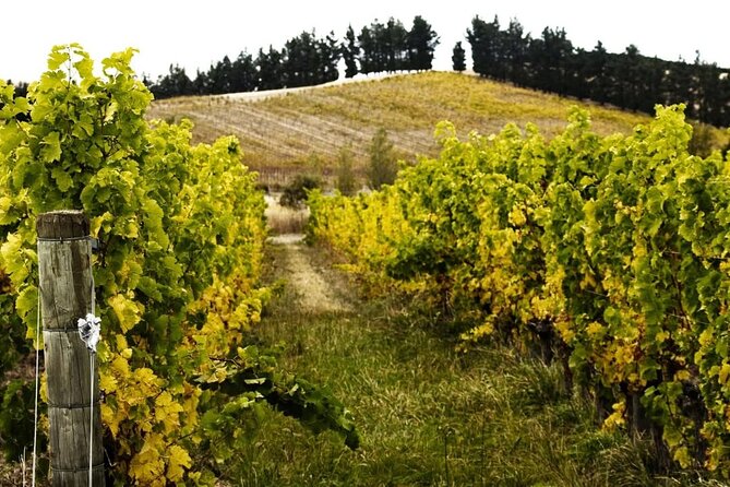 Waipara Valley Winery Tour Wine Tastings and Scenic Views - Why Waipara makes a good Christchurch wine day