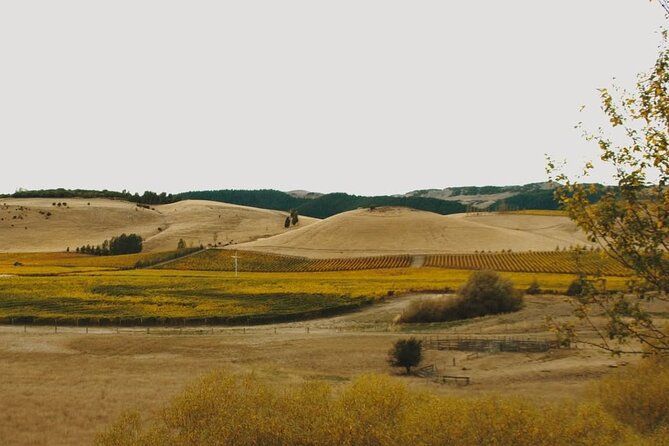 Waipara Valley Winery Tour Wine Tastings and Scenic Views - Pegasus Bay: an acclaimed first stop