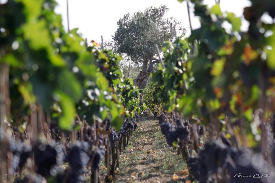 Walk among the rows of vineyards and wine tasting - Sicilian food that turns tasting into lunch