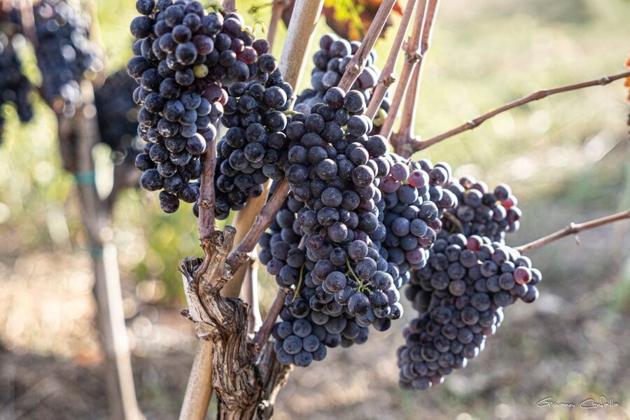 Walk among the rows of vineyards and wine tasting - What $65 gets you