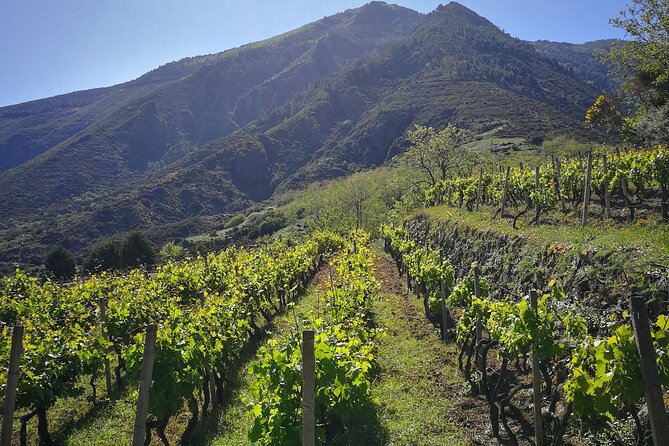 Walk through vineyards, breathtaking views and flavors of Salina - Why this walk shows you a different Salina