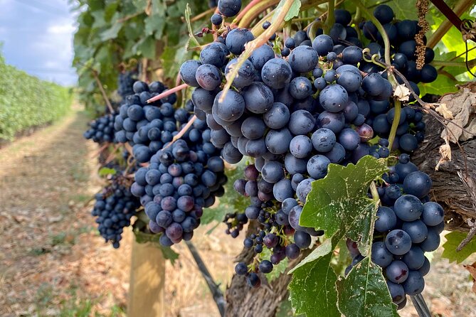 West Kelowna Half-Day Guided Wine Tour With 4 Wineries - Volcanic Hills starts with patio views and broad choices