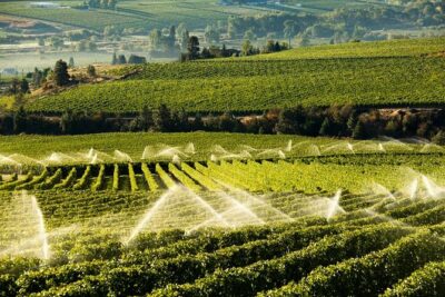 West Kelowna Wine Tour – Classic – 4 Wineries