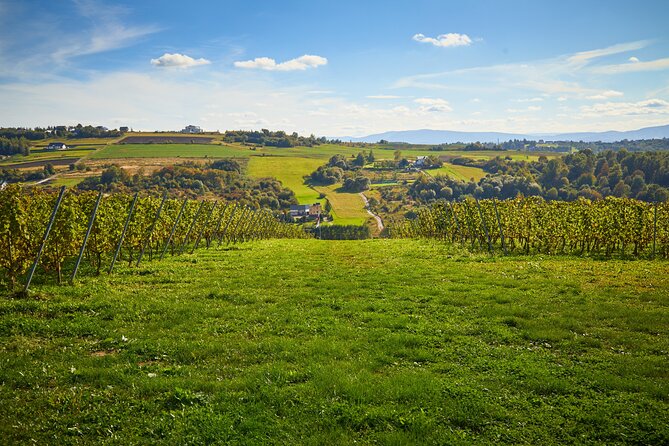 Wieliczka Vineyard: Wine tasting with local snacks - A vineyard outing beyond Krakow’s Old Town