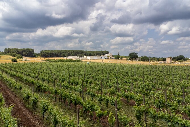 Wine and Food Pairing Experience at Alberobello Winery - A vineyard visit between Alberobello and Locorotondo