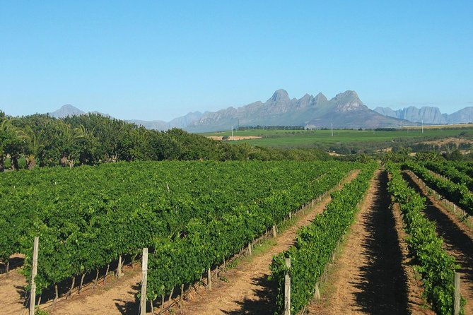 Wine & Cava Penedes Tour: Wineries, Wine Tasting and Tapas - Albet i Noya, two hours with tapas