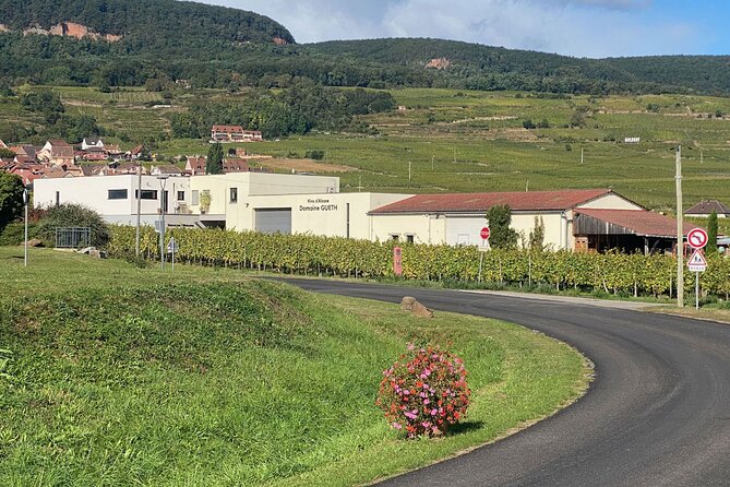 Wine cellar visit & tasting of organic Alsace wines - Tasting eight wines from different parcels
