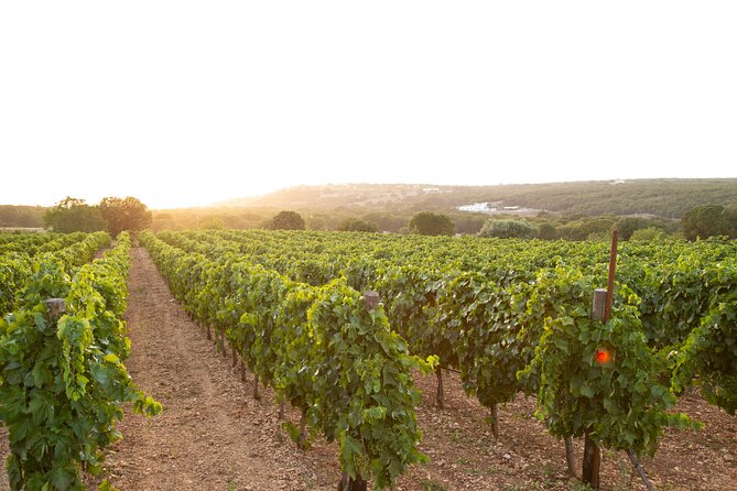 Wine Experience: vineyard, wines and food - Key points at a glance