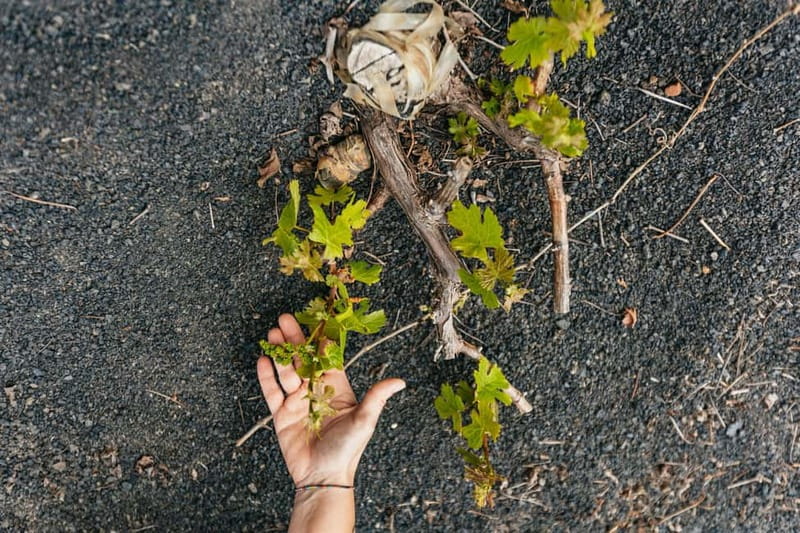 Wine Lovers: Wine Tasting Tour at El Grifo Bodega Lanzarote - Walking through El Grifo’s old winery