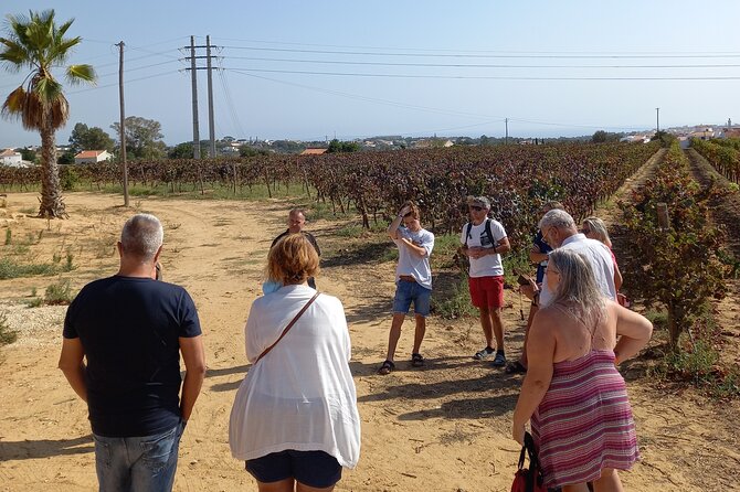 Wine Lovers: Winery Tour w/ Tasting & Tapas (Albufeira/Vilamoura) - Reaching the winery from Albufeira or Vilamoura