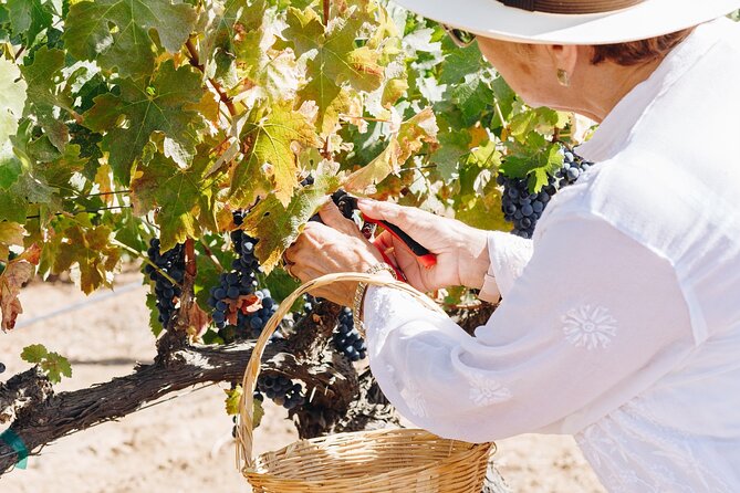 Wine Tasting Among Vineyards with Panoramic Views of the Valley - A vineyard visit built around flavor