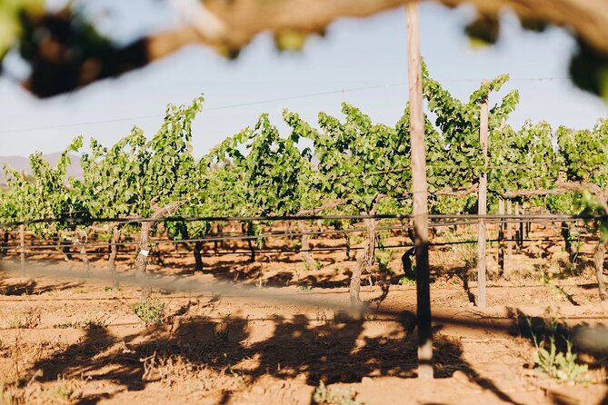 Wine Tasting Among Vineyards with Panoramic Views of the Valley - The quiet mood is part of the appeal