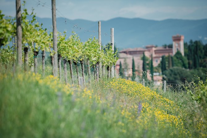Wine tasting and visit to the Medieval wine cellar in Friuli - Price, group size, and overall value