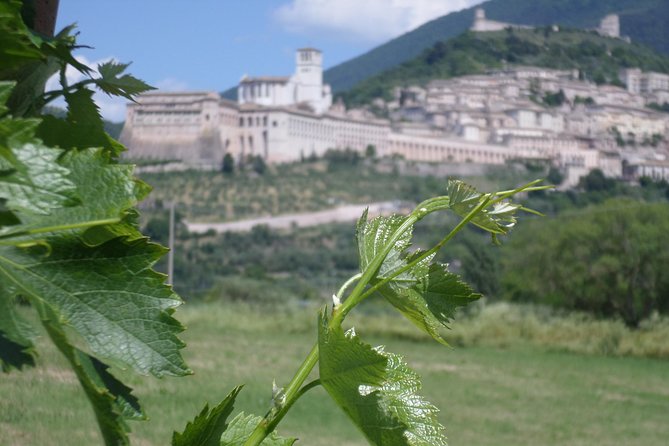 Wine tasting and walk in the Vineyard of Assisi - Key points to know before booking