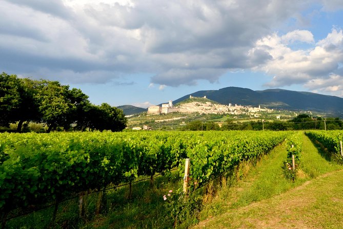 Wine tasting and walk in the Vineyard of Assisi - Who will enjoy this Assisi wine tasting?
