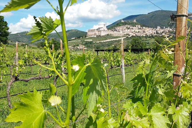 Wine tasting and walk in the Vineyard of Assisi - Five wines, local food, and a relaxed pace
