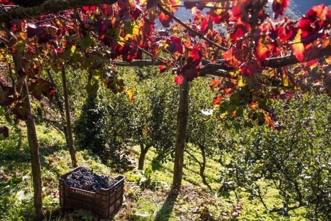 Wine tasting at the Apicella winery - Starting at Cantine Apicella at 11:30 a.m.