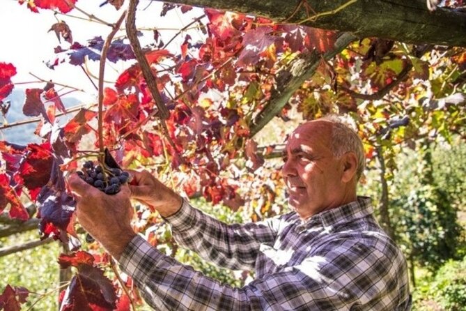 Wine tasting at the Apicella winery - Tasting Tramonti wines with local food
