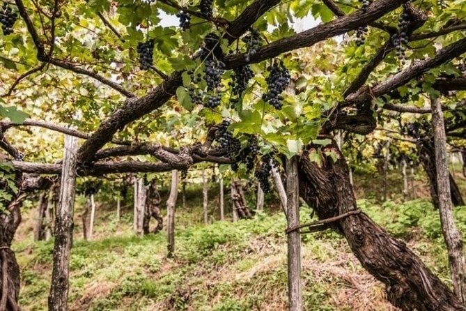 Wine tasting at the Apicella winery - Walking to A’ Scippata, the family’s old vineyard