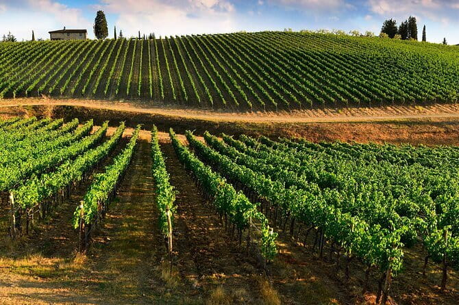 Wine tasting in TWO family wineries around Florence - What Romana adds to the day