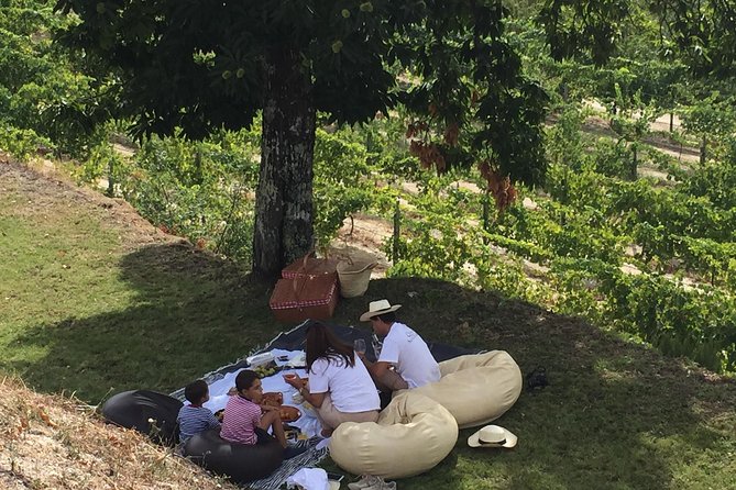 Wine Tasting & Lunch | Quinta de Santa Cristina Vinho Verde - Walking through the vines and grape varieties