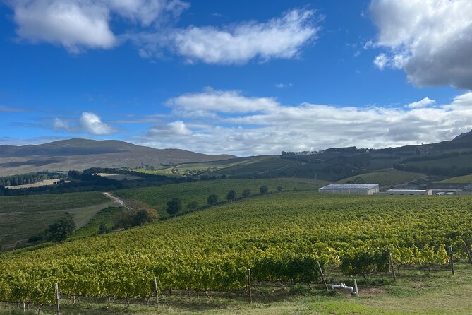 Wine Tasting Private Tour in Cape Winelands - Fairview: the best stop for cheese and local flavors