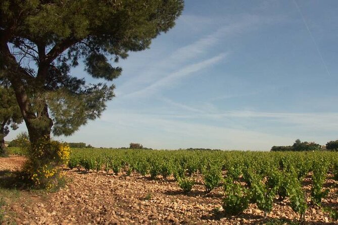 Wine Tasting Tour at Châteauneuf du Pape - The small-group ride into wine country