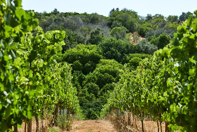 Wine Tasting Tour in Algarve Winery - Key points to know before you go