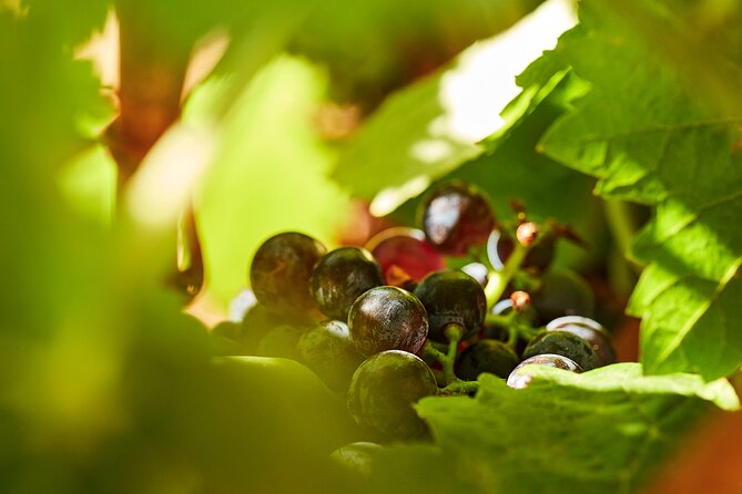 Wine Tasting Tour in Algarve Winery - Meeting the winemaker at Quinta dos Sentidos