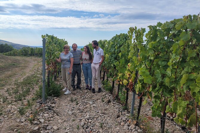 Wine Tasting Tour in Tokaj Wine Region Slovakia. With transport - Should you book this Tokaj wine tour?
