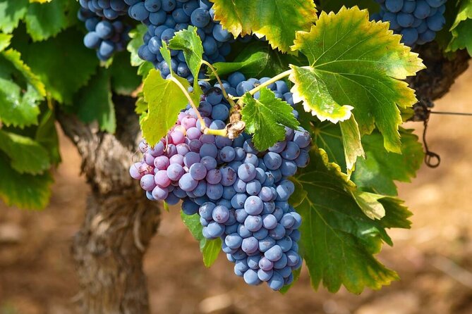 "Wine Tasting Winery Experience & Guided Tour of Corinth" - Key points to know before booking