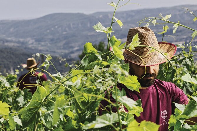 "Wine Tasting Winery Experience & Guided Tour of Corinth" - Is $205.58 a fair price?