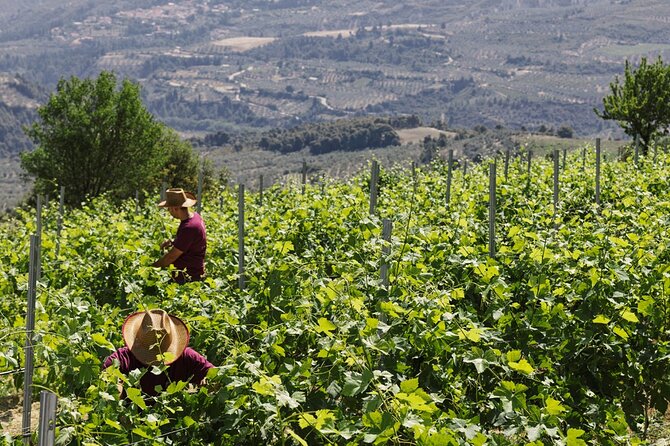 "Wine Tasting Winery Experience & Guided Tour of Corinth" - Should you book the Corinth and Nemea tour?
