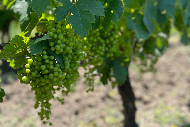 Wine Tour - Château Labrie Saint Emilion Grand Cru - Who will enjoy Château Labrie most?