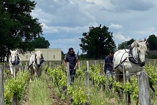 Wine Tour - Château Labrie Saint Emilion Grand Cru - The two-vintage tasting at the end