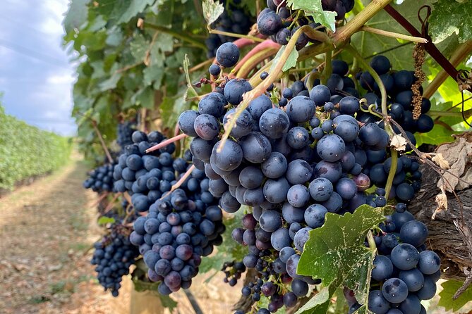 Wine Tour Experience In Lake Country 5 Wineries - 50th Parallel pairs Pinot Noir with modern design