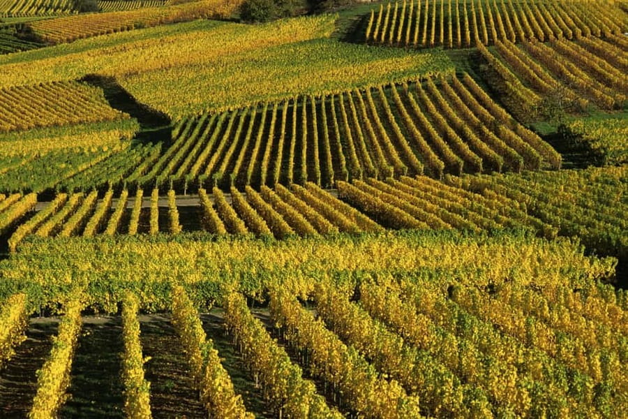 Wine tour of the Alsace wine route - Nordheim and the Capri farm