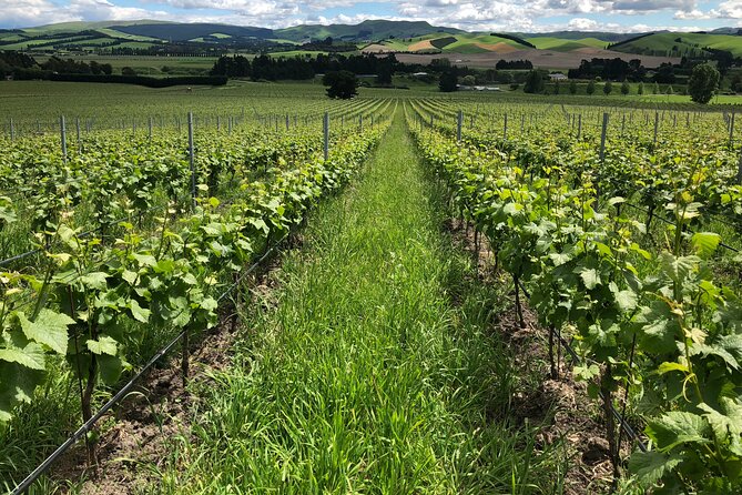 Wine trail and Christchurch City - Luxury, Small Group Tour - Port Hills, Lyttelton Harbour, and the Southern Alps