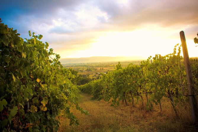 Winemaker for a Day: Tour an Organic Winery - Following the grapes from vineyard to bottle