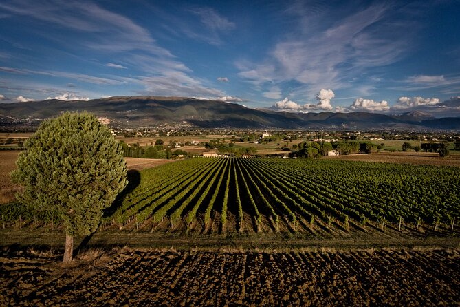Winery Tour and Private Tasting in Montefalco - What the private format means