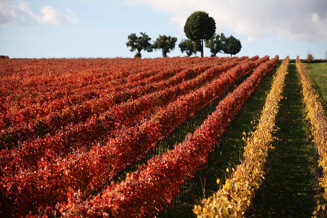 Winery Tour and Private Tasting in Montefalco - Inside the vinification and aging rooms
