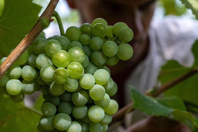 Winery Tour and Tasting - Sirromet’s vineyard setting near Mount Cotton