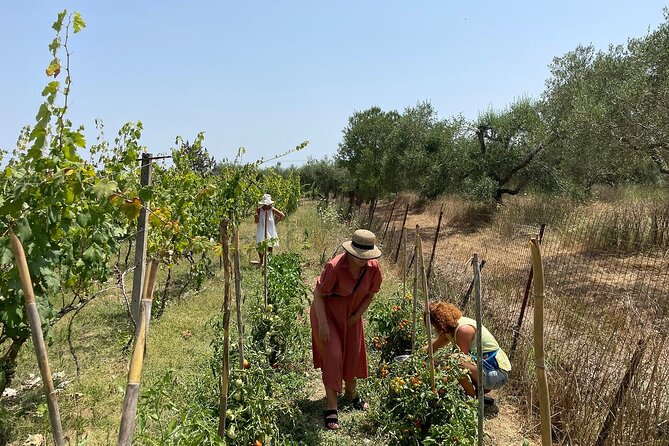 Winery Tour and Tasting in Corfu<code> with the Sommelier – Key points to know before booking’ /></p>
<ul>
<li><strong>A small family winery:</strong> You visit a boutique estate rather than a large industrial cellar.</li>
<li><strong>A 1.5-hour format:</strong> The tour covers production, bottling, local wine traditions, and a tasting without taking up your whole day.</li>
<li><strong>Three wines and local snacks:</strong> The tasting includes wines paired with products traditionally served with wine in Corfu.</li>
<li><strong>Kakotrigis and rosé:</strong> You learn how the winery makes these Corfiot wines.</li>
<li><strong>A Homeric connection:</strong> The guide places Corfu’s vineyard culture in the setting of Odysseus and the Phaeacians.</li>
<li><strong>A limited group size:</strong> The experience accepts no more than 12 people, useful if you prefer a quieter visit.</li>
</ul>
<h2>Why this small Corfu winery visit is worth your time</h2>
<p><img width="670" height="446" decoding="async" src=