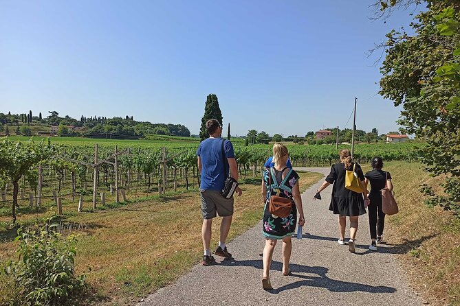 Winery Tour and Tasting of Garda Wines in Lazise - Walking the vineyard and seeing the unusual layout