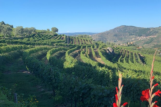 Winery Tour and Wine Tasting Quinta da Portela de Baixo in Lamego - Arriving at Quinta da Portela de Baixo