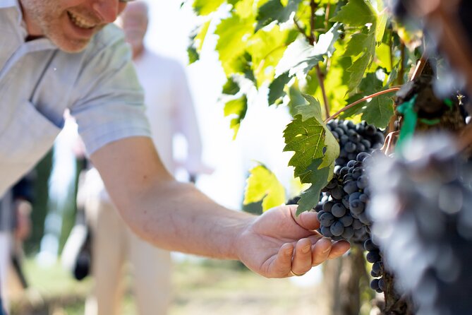 Winery Tour & Gourmet Tasting in Montalcino - Choosing between the two tasting options