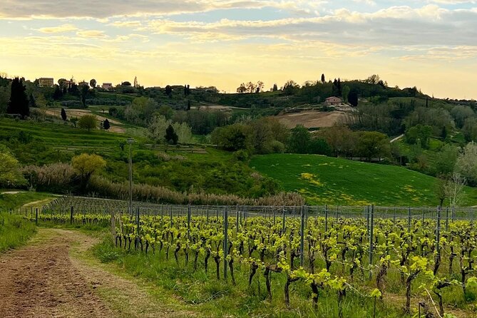 Winery Tour & Tasting in Pisa Countryside - Key points to know before you book