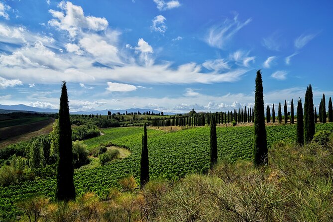 Winery tour & wine tasting in Montalcino - What the $47.93 price really covers