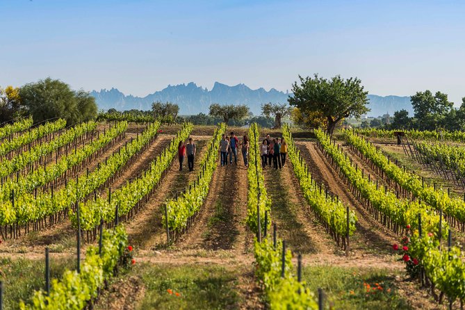 Winery Tour with Private Luxury Vehicle from Barcelona with Hotel pick up - Key points at a glance