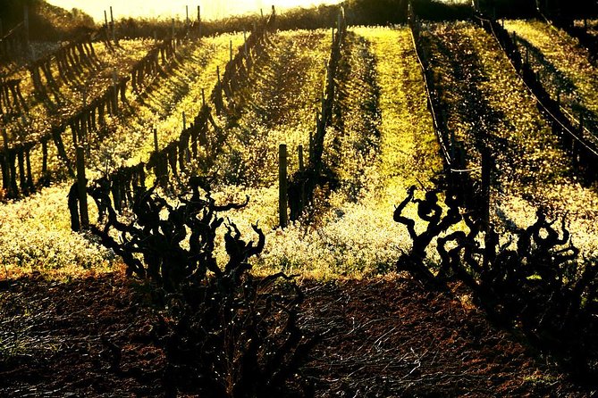 Winery Tour with Private Luxury Vehicle from Barcelona with Hotel pick up - Riding through the vines and entering the cellar